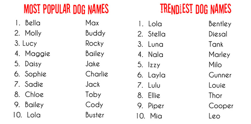 Talking Dogs at For Love of a Dog: What's in a Dog Name