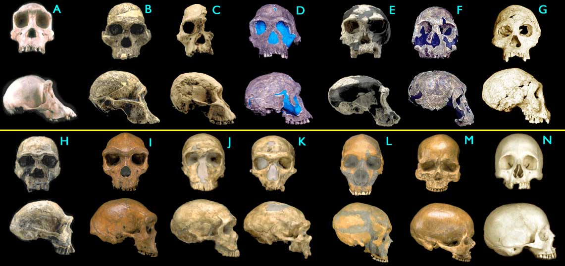 Proto-Knowledge: Top Ten Daily Consequences of Human Evolution