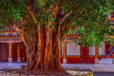 Banyan tree, Bargad ka ped, Bodhi vriksh