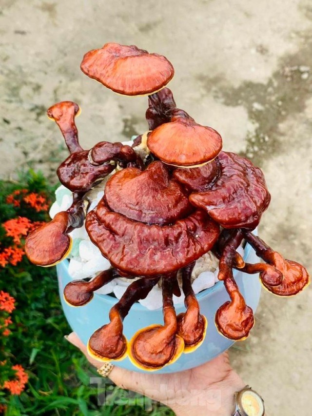 Độc lạ chậu bonsai nấm linh <a href=