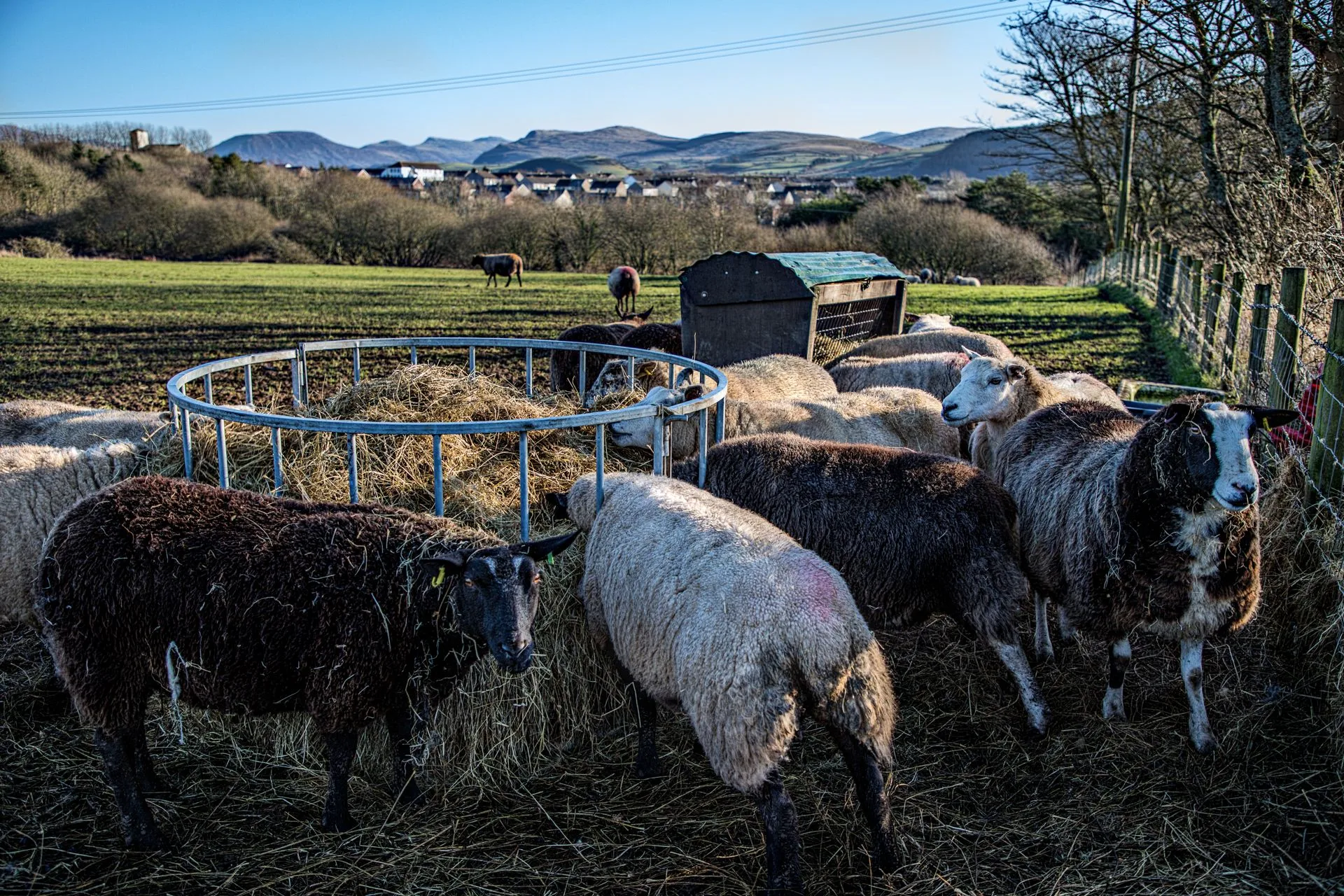 Sheep Eating Hay
