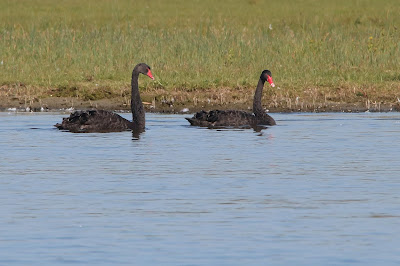 Zwarte Zwaan - Swarte Swan - Cygnus atratus