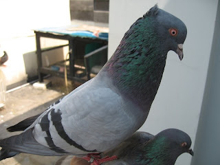 Burung merpati tinggi: Burung merpati tinggi