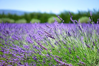 gambar bunga lavender