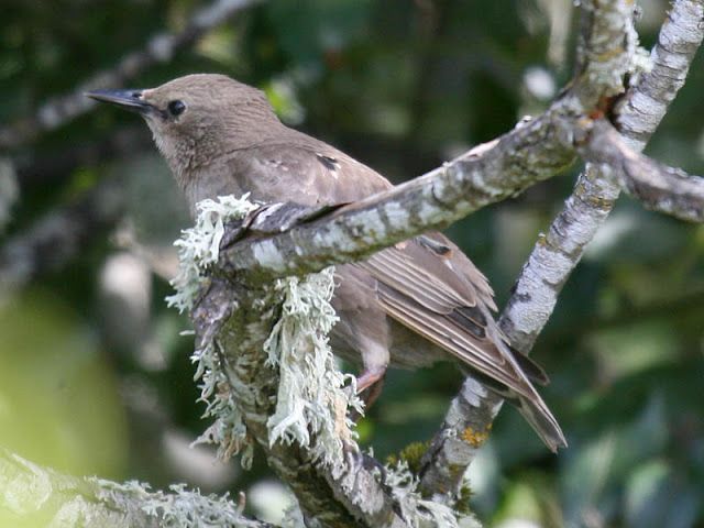 European Starling