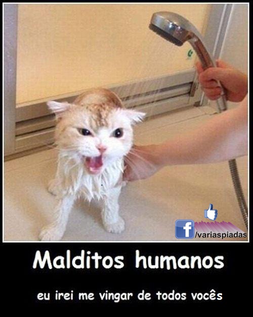 Malditos humanos. Eu irei me vingar de todos vocês. Foto para Facebook.