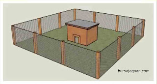 umbaran ayam dan kandang