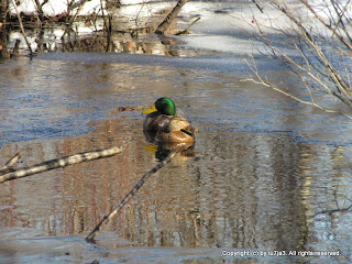 mallards