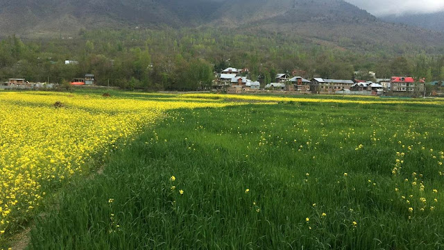 Travel Landscape Photography, Mustard Garden, Kashmir