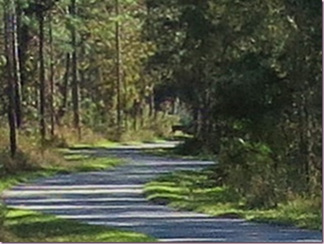 deercropIMG_0805