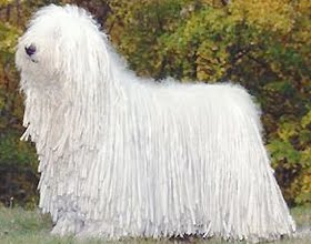 Komondor