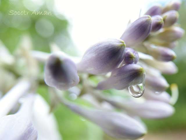 Hosta sieboldiana