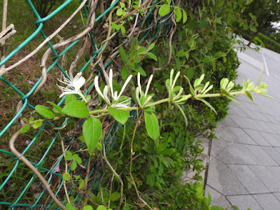 金銀花的花序