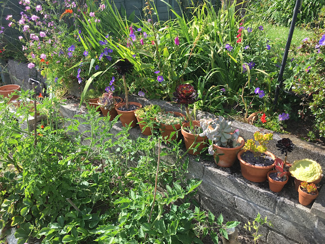 hot bed of outdoor tomatoes and suculents