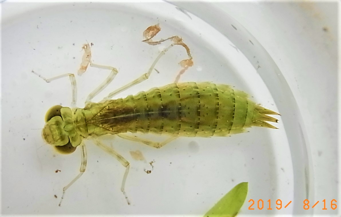 ギンヤンマの画像 原寸画像検索