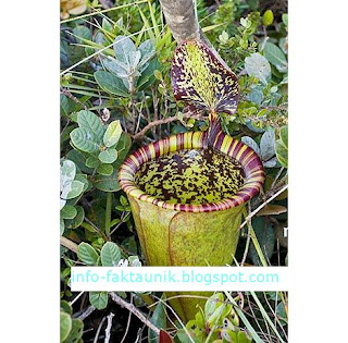 Nepenthes attenboroughii di info-faktaunik.blogspot.com