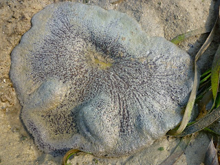 Carpet Anemone