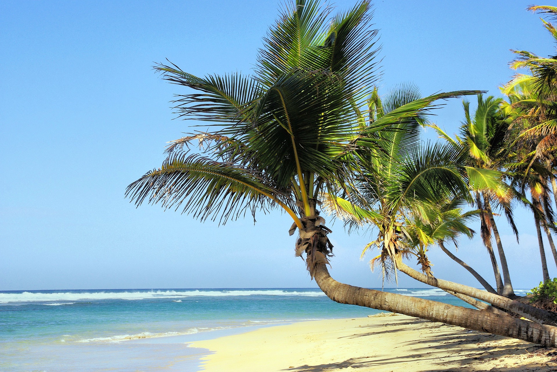 Bagaimana Pohon Kelapa  Bisa Tumbuh di Pantai Bahkan di 