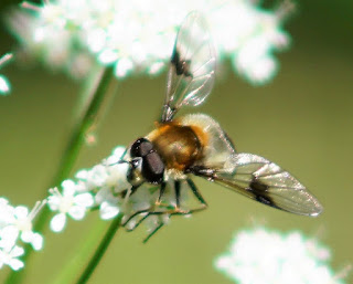 Leucozona lucorum