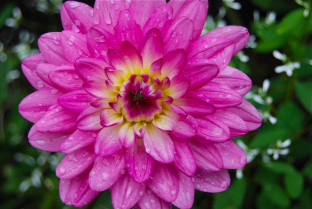 Pink Dahlia with Euphorbia 'Diamond Frost' in our Front Walk Garden.