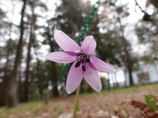 とっとり花回廊　赤松の森　カタクリ（片栗）