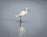 Pictures Of Florida Birds