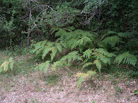 Falgueres en el Camí del Solà