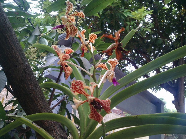  Bunga  Anggrek  Vanda  Tricolor