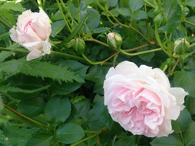 √ダウンロード 薔薇の育て方 5月 331052-薔薇の育て方 5月