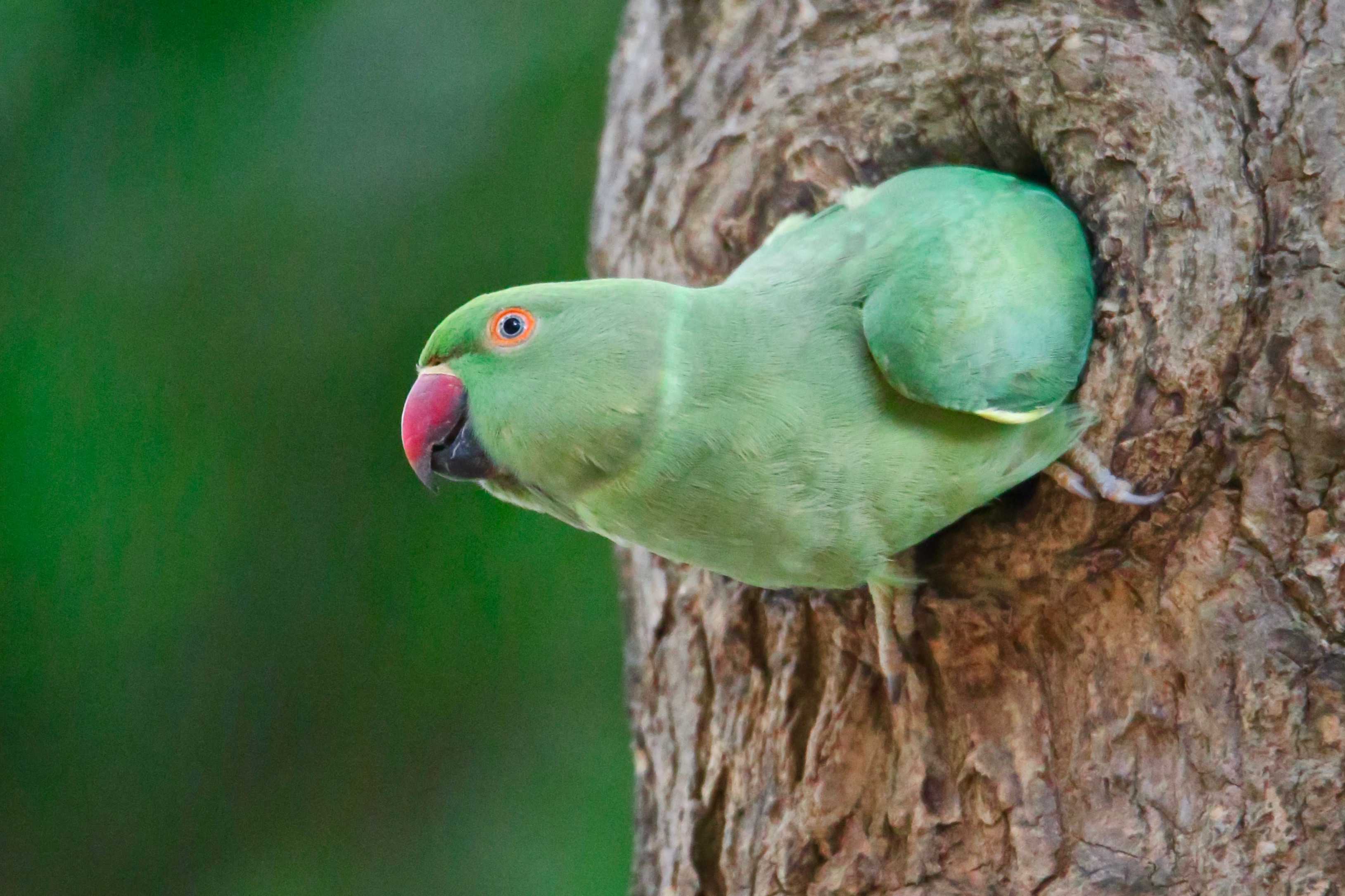 Rose-Ringed Parakeets Courting and Mating