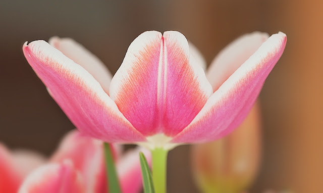 Olioulles Tulip