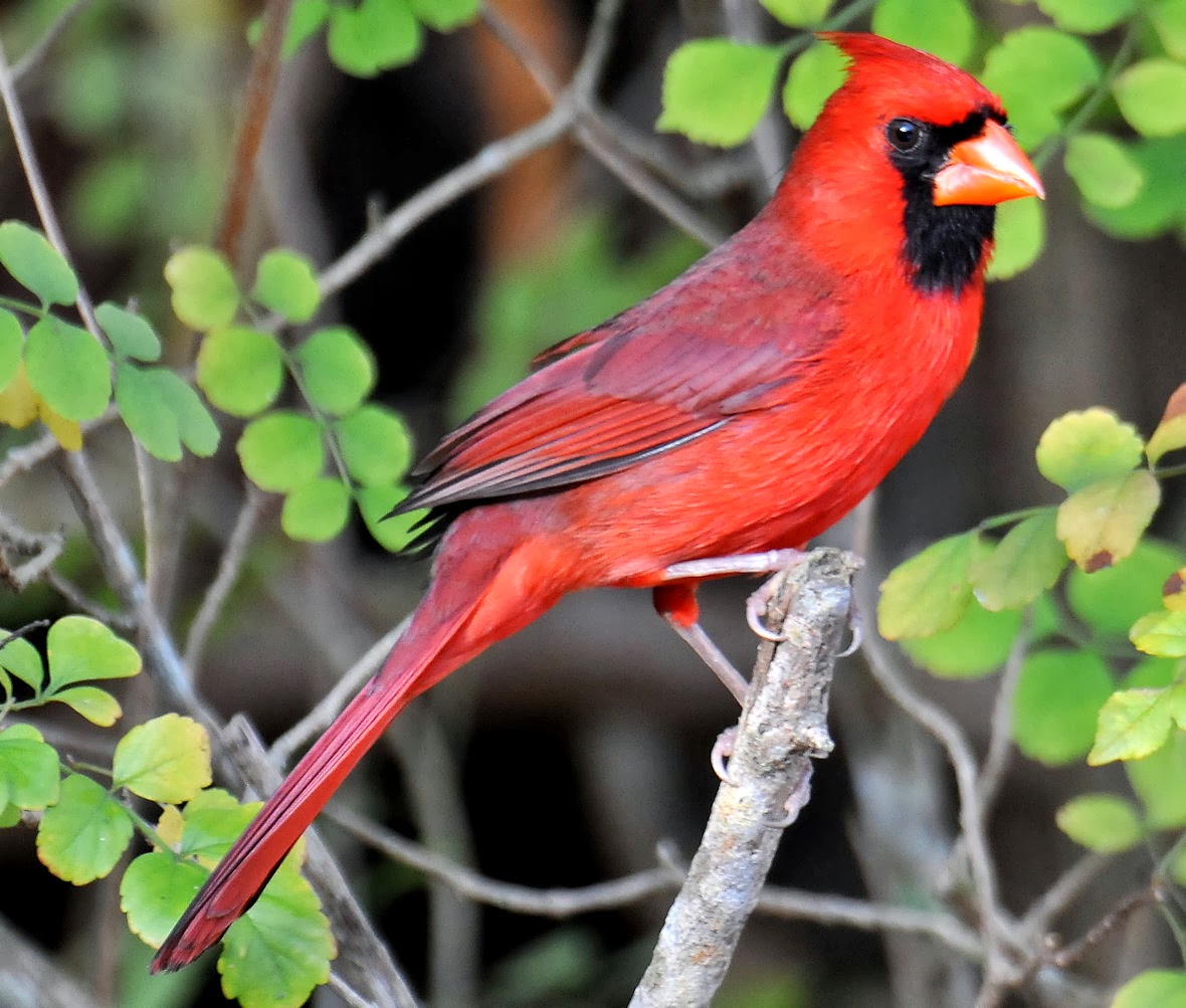 Northern Cardinal