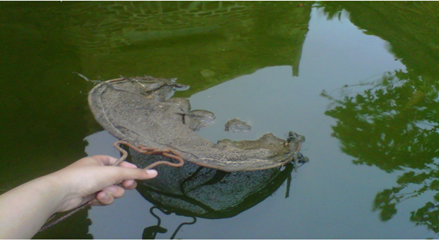 Cara Berternak IKAN LELE di Kolam Semen Agar Menguntungkan 