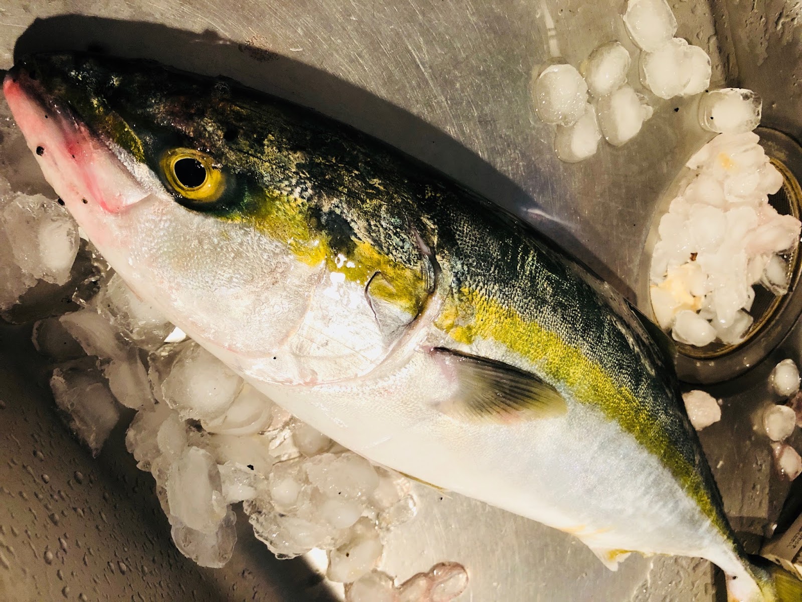 これであなたもお魚博士 ハマチ ブリ とヒラマサはアソコの形で見分けるのが簡単です イクメンライフハッカー