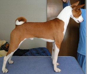 raza Basenji, perro Basenji, Basenji, cuidados Basenji, mascota Basenji