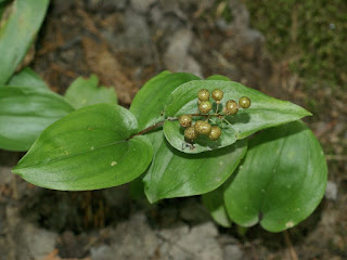 Maïanthème du Canada - Maianthemum canadense 