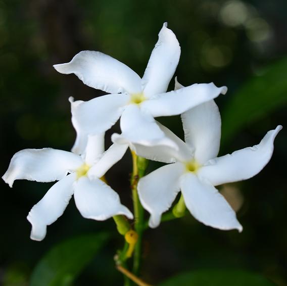 GAMBAR BUNGA: BUNGA MELATI