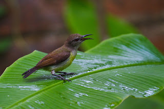 A Bathing Purple rumped Sunbird photographed in Colombo, Sri Lanka