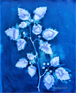 Sue Reno_wet cyanotype_image 1090