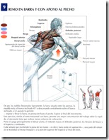 remo-en-barra-t-con-apoyo-al-pecho