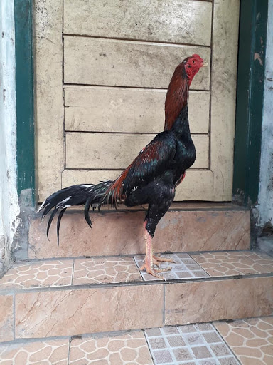 Ayam BANGKOK PAKHOY jawa, Ayam BANGKOK PAKHOY mangon, Ayam BANGKOK PAKHOY magon, Ayam BANGKOK PAKHOY malasyia,  mathai, Ayam BANGKOK PAKHOY mata hitam, Ayam BANGKOK PAKHOY madagaskar, Ayam BANGKOK PAKHOY mazil, Ayam BANGKOK PAKHOY mata merah, Ayam BANGKOK PAKHOY medan