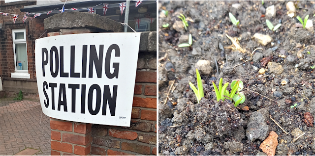 Polling station and shoots growing