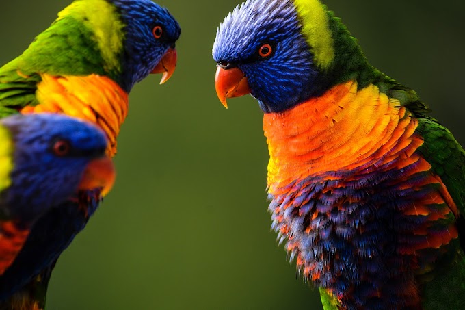 پرندوں کے کھانے کی عادتیں ان کی شخصیت اور خود پر قابو سے متاثر ہوتی ہیں - نئی تحقیق