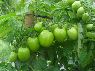 Cara Menanam Tomat yang Baik dan Syaratnya