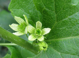 Flowers of male white bryony, Bryonia dioica, on the edge of Pratt's Bottom village green.   Ups and Downs walk led by Ewa Prokop, 21 June 2011.