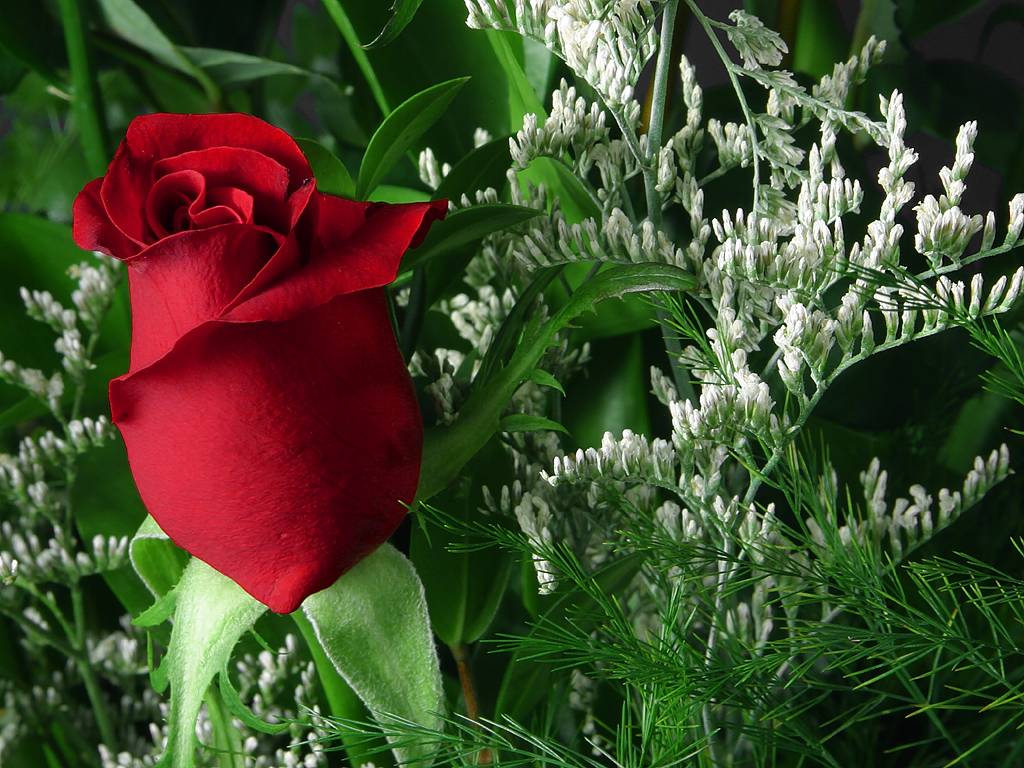 Beautiful Red Roses Green Flowers