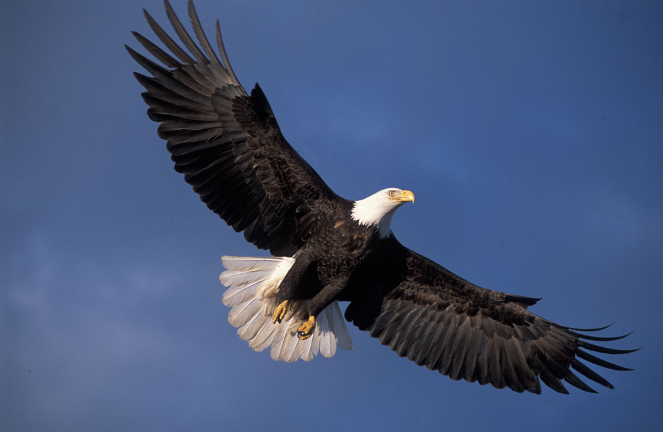 Green Wind Farm Applies for Permit to Kill Bald Eagles