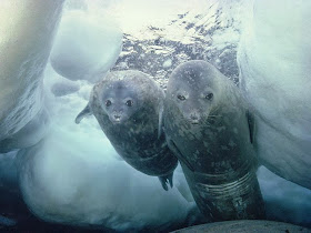 Weddell seals underwater