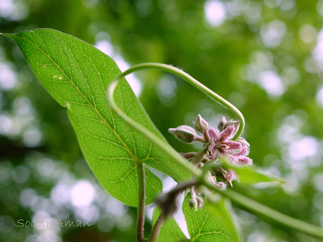 Metaplexis japonica