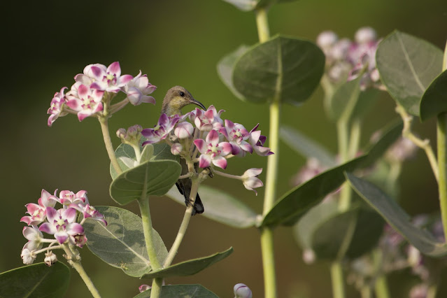 Female Purple Sunbird  छोटा शक्कर खोरा, फूल सुँघनी, थुन-थुनी  - Cinnyris asiaticus Jabalpur, India, July 2022